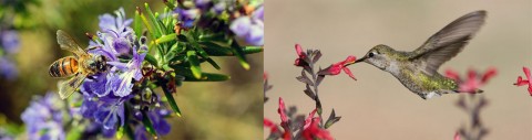 bee-rosemary hummingbird-salvia